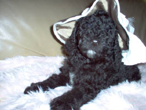 PUPPIES045jpg.JPG