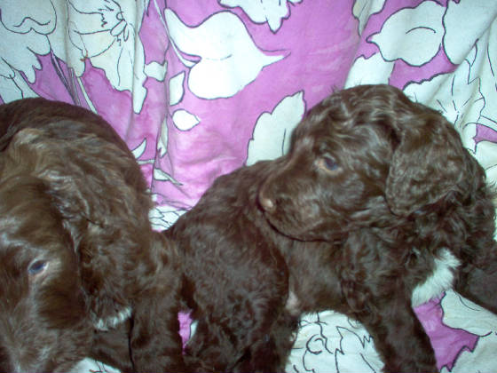 atheniaspups20010jpg.JPG