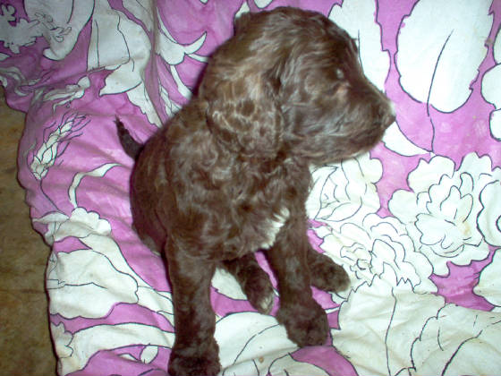 atheniaspups2006jpg.JPG