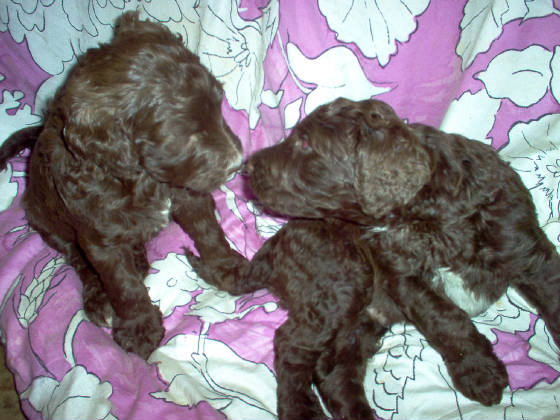 atheniaspups2009jpg.JPG