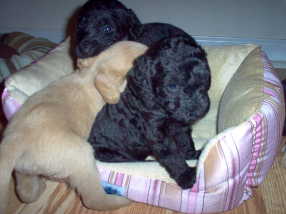 labradoodlepups003jpg.JPG