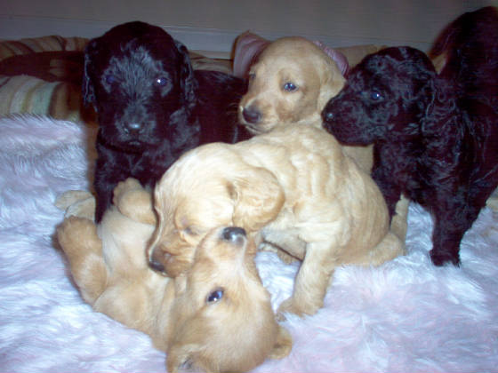 labradoodlepups014jpg.JPG